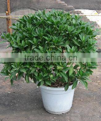 evergreen foliage Fagraea ceilanicaof outdoor indoor landscaping decorative ornamental plants