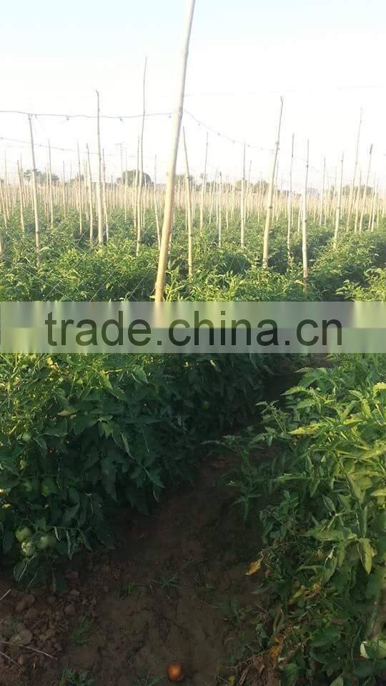 Red Jumbo F1 Hybrid Tomato Seeds
