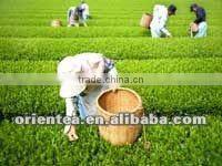 Japanese flavor steamed green tea organic chinese green tea sencha