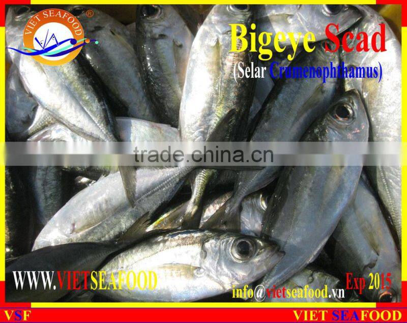 FROZEN BIGEYE SCAD WHOLE ROUND