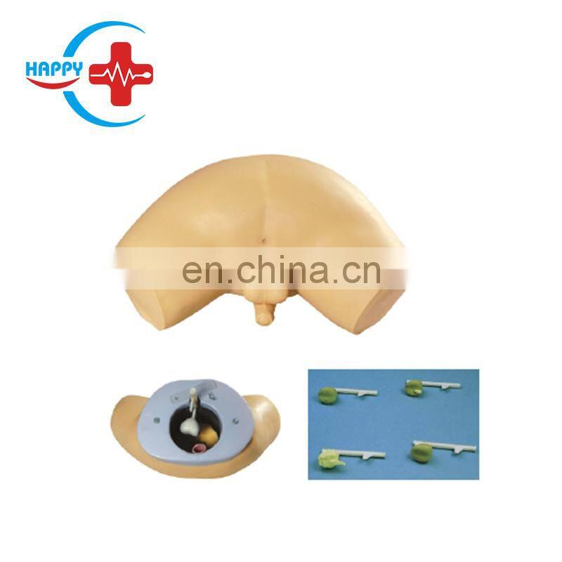 HC-S521 Clinical teaching prostate model male life-size prostate examination teaching model