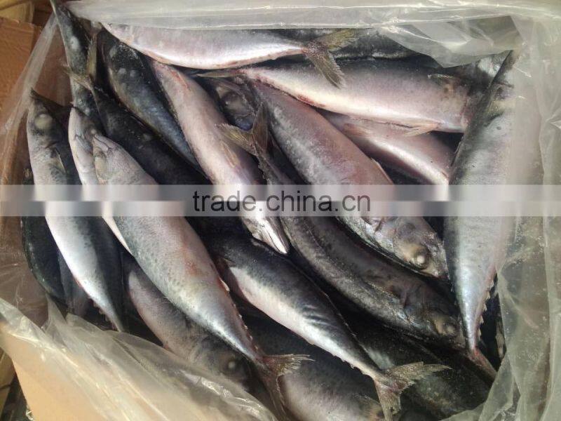 frozen pacific mackerel fish