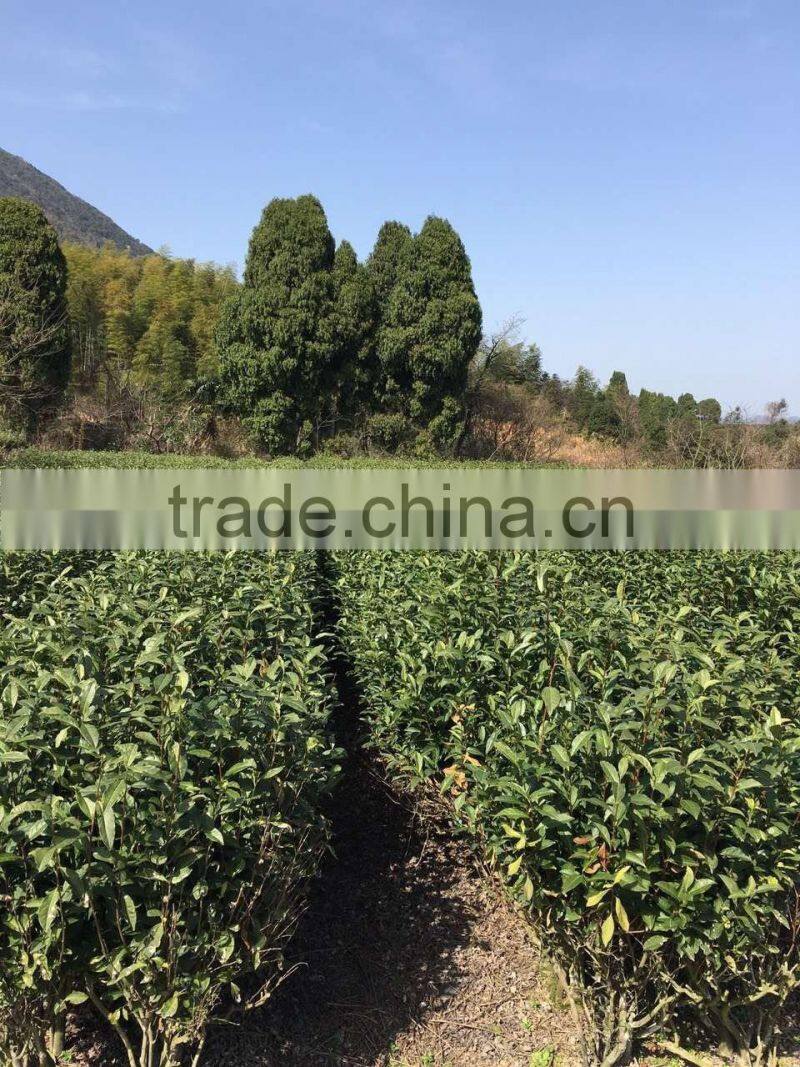 newest spring healthy factory best green tea