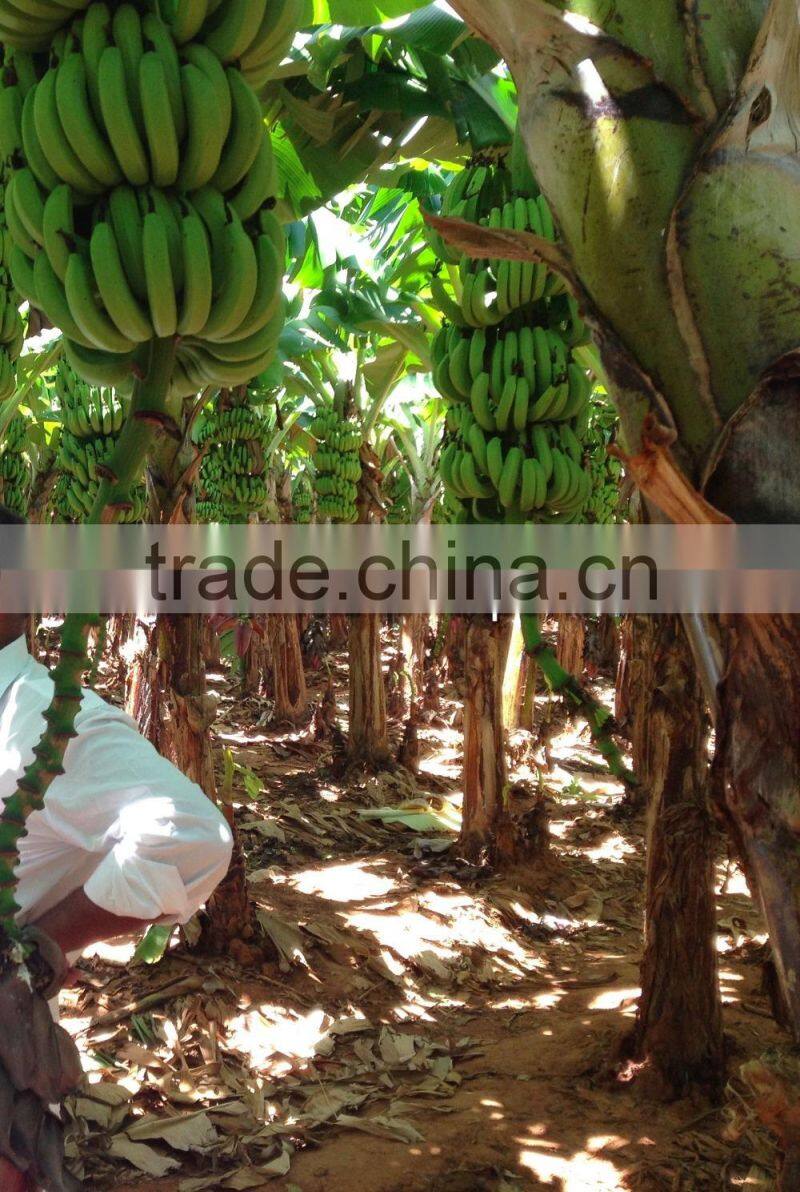 Cavendish Banana market prices - Oman market
