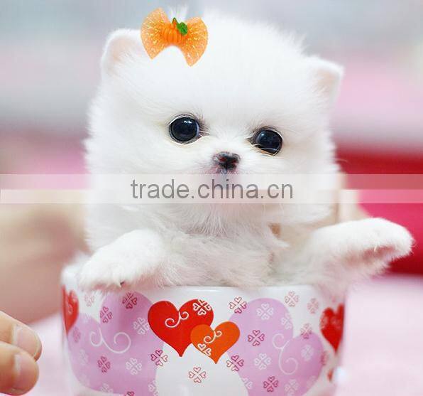 Wholesale Halloween Pumpkin Dog Pet Hair Bow With Rubber Bands