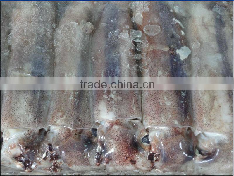 frozen whole round squid