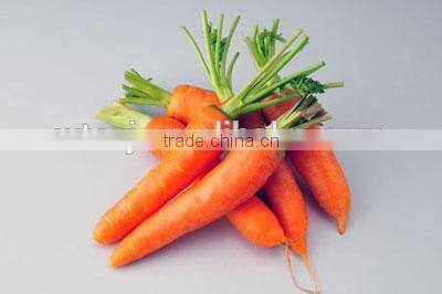 Carrot Fruit Oil Soft Capsules