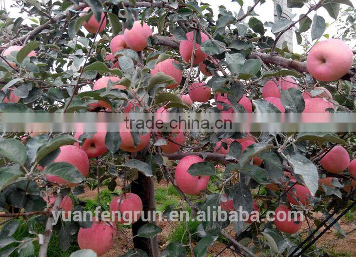 Hot sale chinese Fuji apple