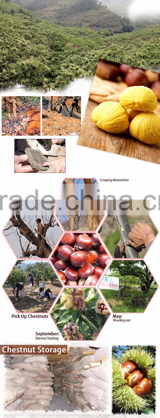 medium size fresh chinese organic chestnut