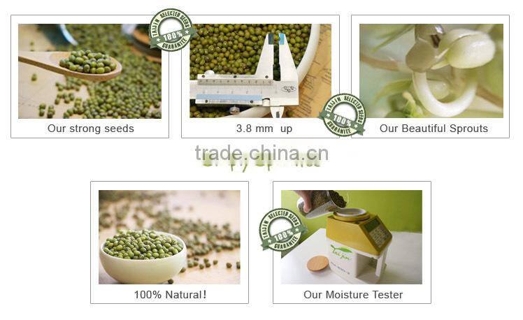 Export green mung bean production,mung bean price