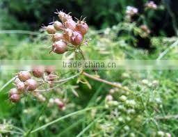 CORIANDER SEED OIL