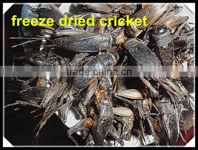 Whosale Organic Food Bird Food Freeze Dried Crickets
