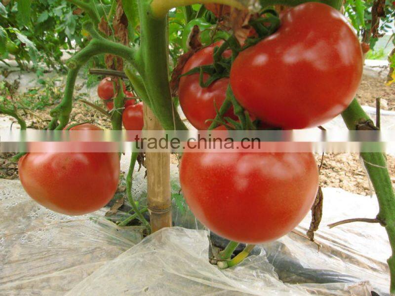 Agricultural biodegradable mulching film