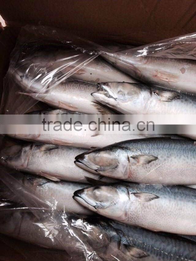 AAA QAULITY Frozen PACIFIC Mackerel