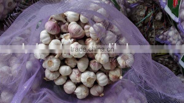 We can supply fresh garlic/ginger/potato/onion/chilli