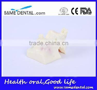 Sinus lift practice model Dental Eduction Assitant No. DEA-23