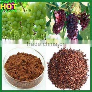 95%Proanthocyanidins Grape Seed Plant Extract