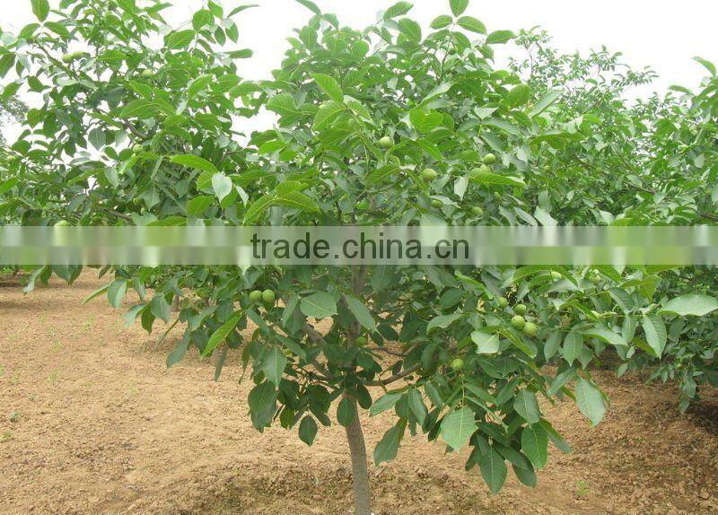 Chinese walnuts in Shell