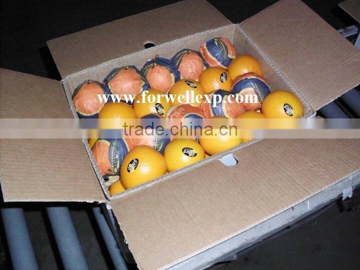 Fresh orange ( Naval - Valencia )