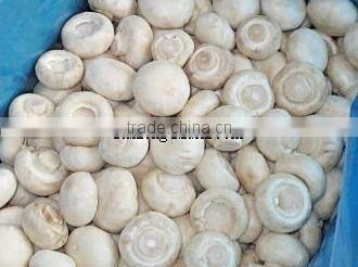 Good quality frozen IQF king oyster mushroom pieces