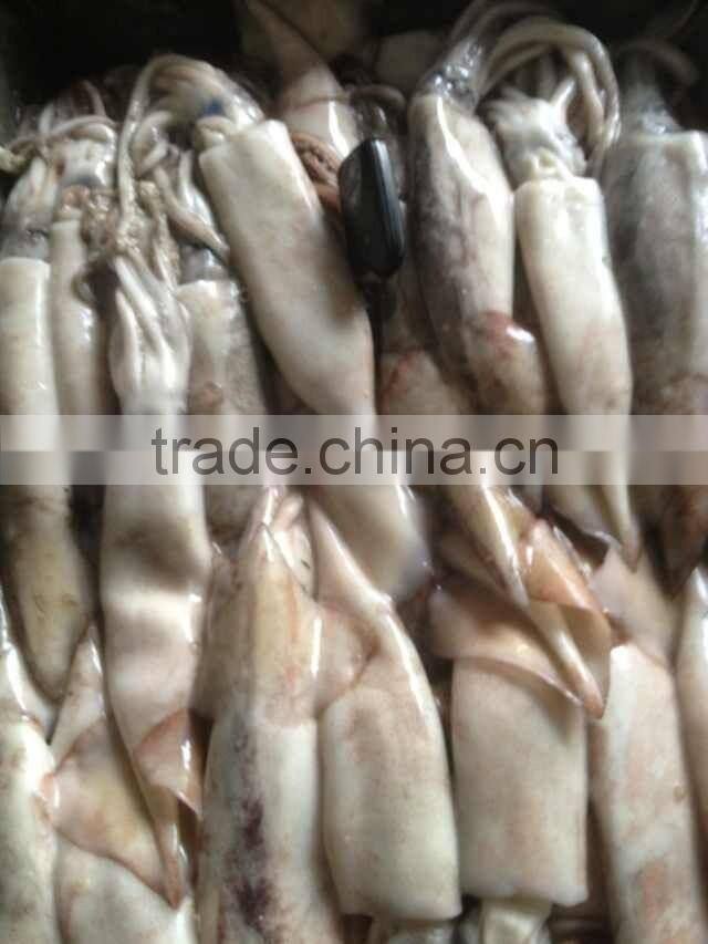 100-200g Frozen Japanese Squid