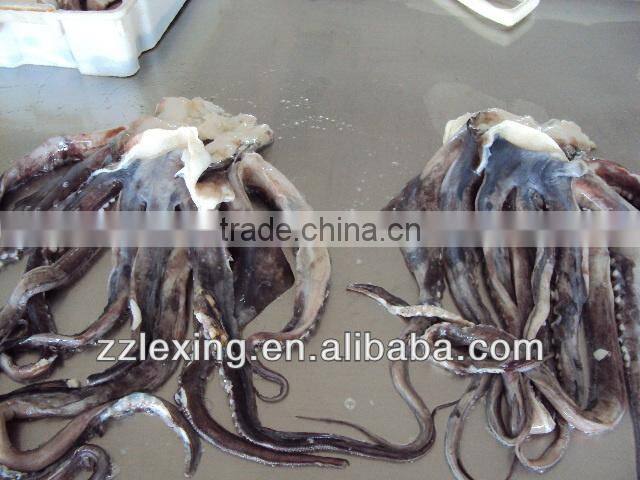 frozen peru giant squid tentacle,wing,neck,fillet,tube