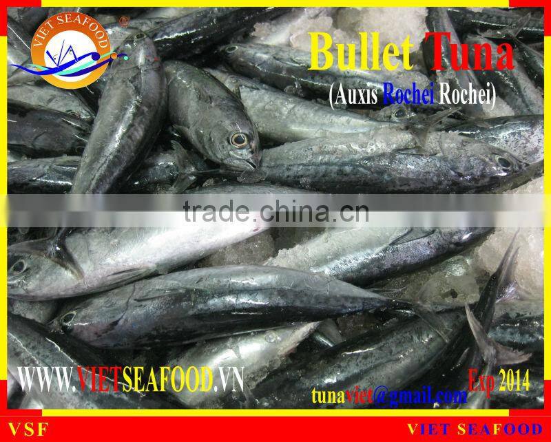 W/R FROZEN BULLET TUNA