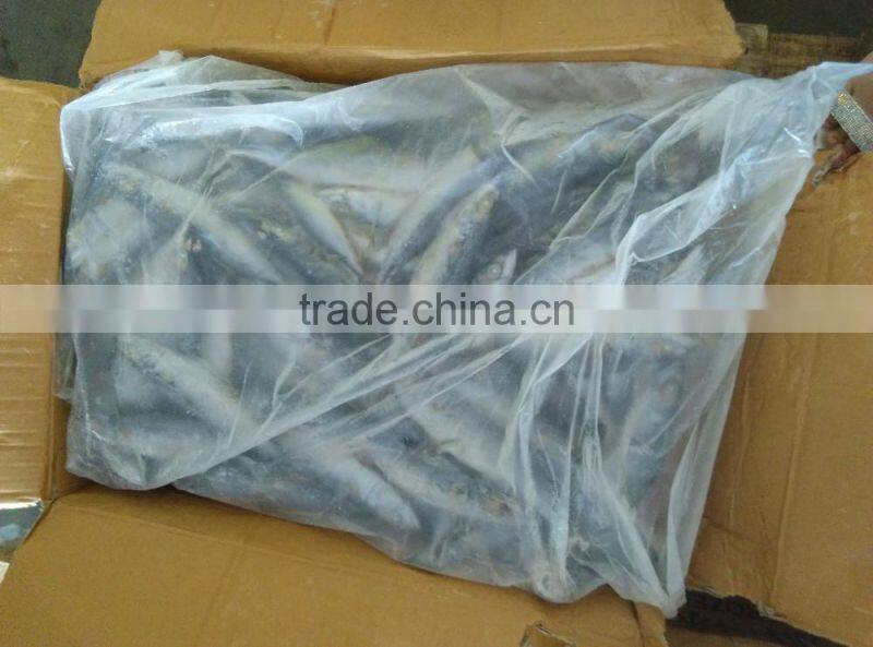 Best Price For Canned Frozen Mackerel Fish