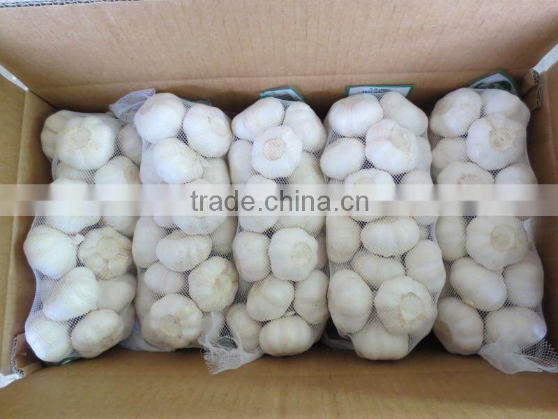 The Best Vegetable Product from China Fresh Garlic