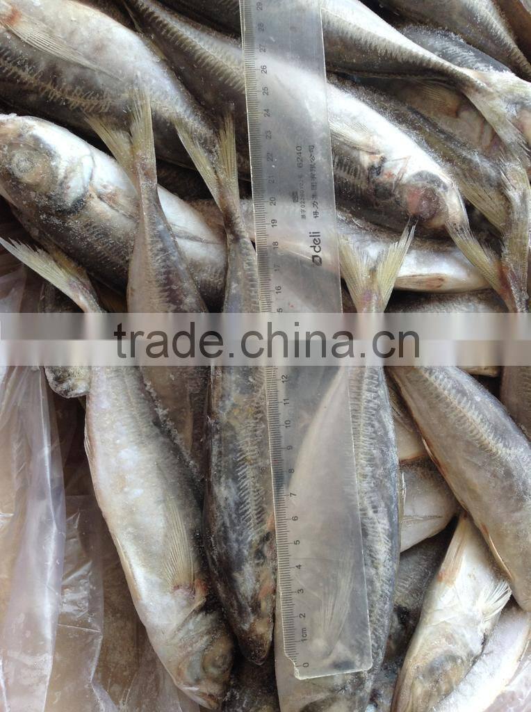 New arrival horse mackerel