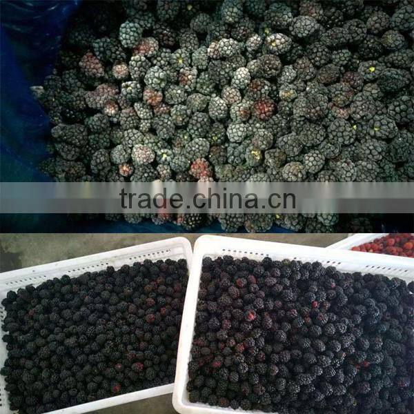 2016 Crop IQF Frozen Blackberry From China