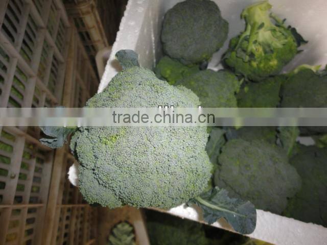 Chinese Fresh Green Broccoli