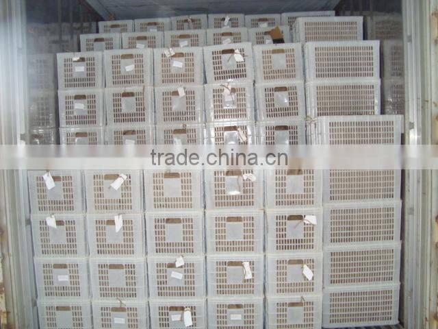 chestnut Dandong China 2014