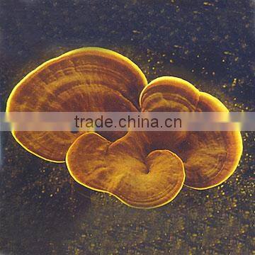 GMP BNP Best Quality reishi capsule