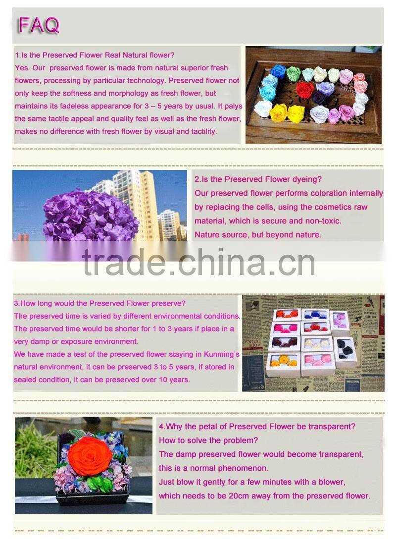 2016 Newest gold flower hydrangea preserved flower hydranger Fresh flowers farms directly