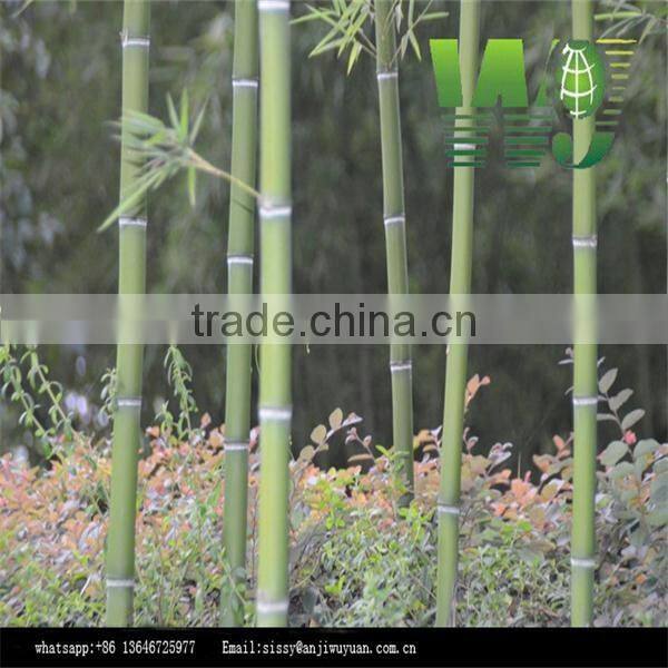 Garden green bamboo poles cheap