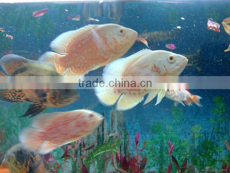 Hot sale! Automatic Aquarium Fish Food Machine