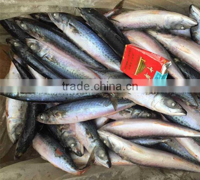 200-300g Sea Frozen Pacific Mackerel