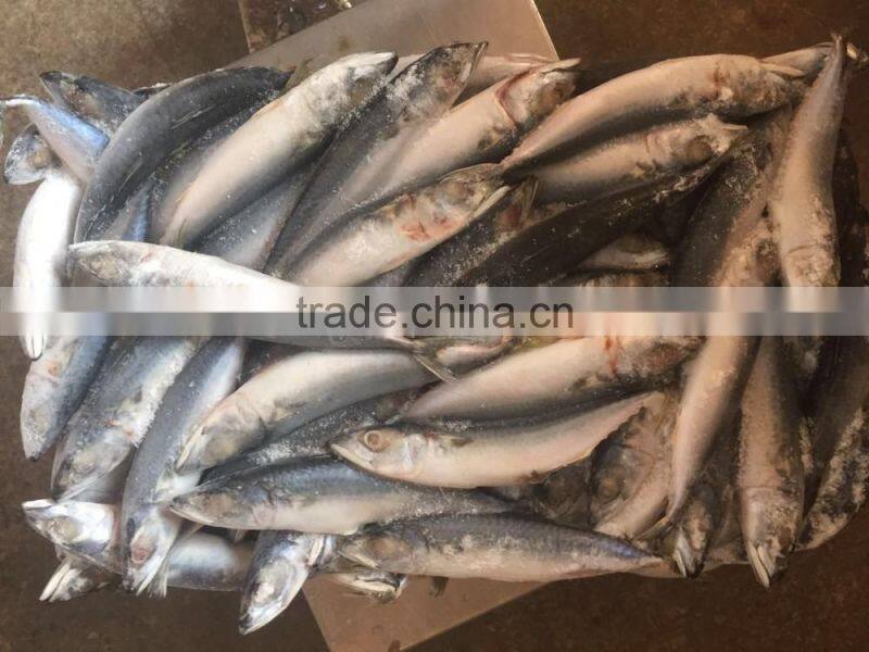 80-150g frozen pacific mackerel for canning