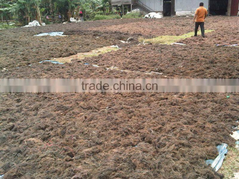 Sell Gracilaria, Eucheuma Spinosum And Eucheuma Cottoni Seaweeds