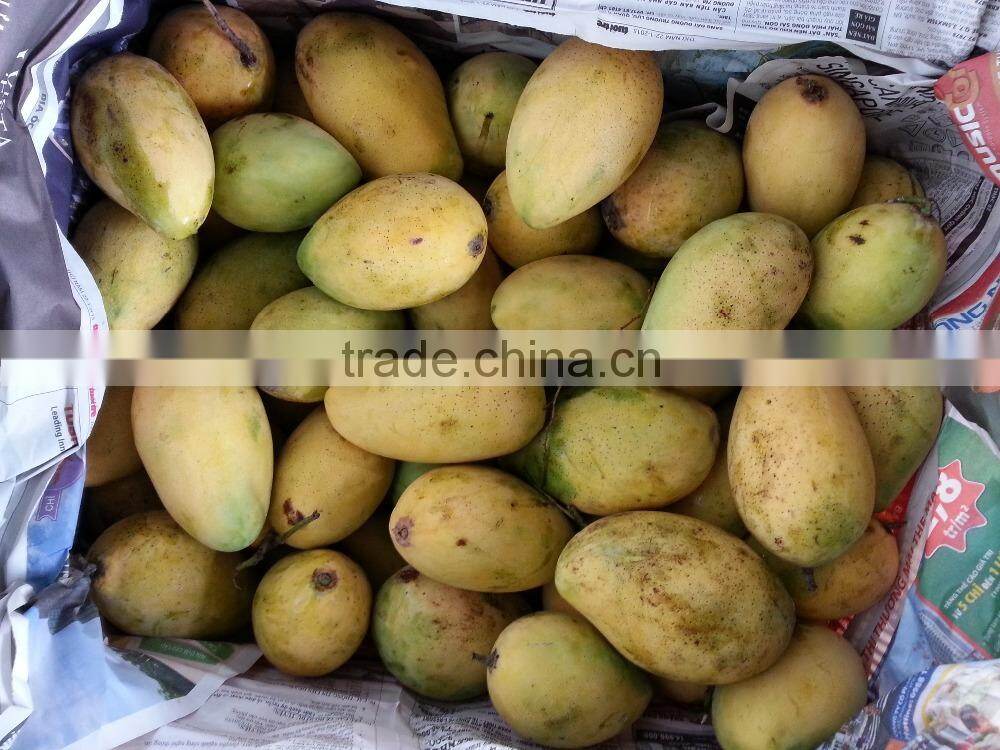 Best Price Fresh Yellow Mango with High Quality