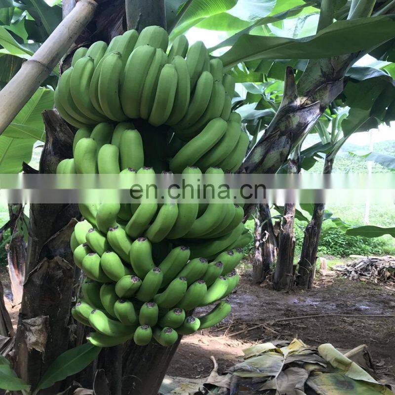 Fresh Cavendish Banana Vietnam cheap price