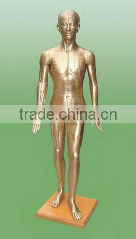 Head model for the acupuncture