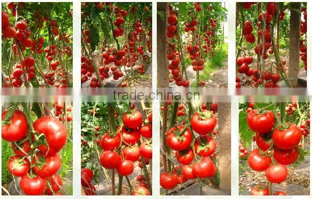 High greenhouse tomato seeds