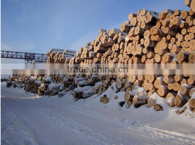 Pine birch logs FSC WOOD