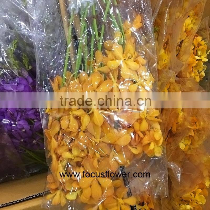 Bulk Flowers Buy Fresh Cut Flower Orange Orchids Ascocenda Decorative Flowers Wreaths Type