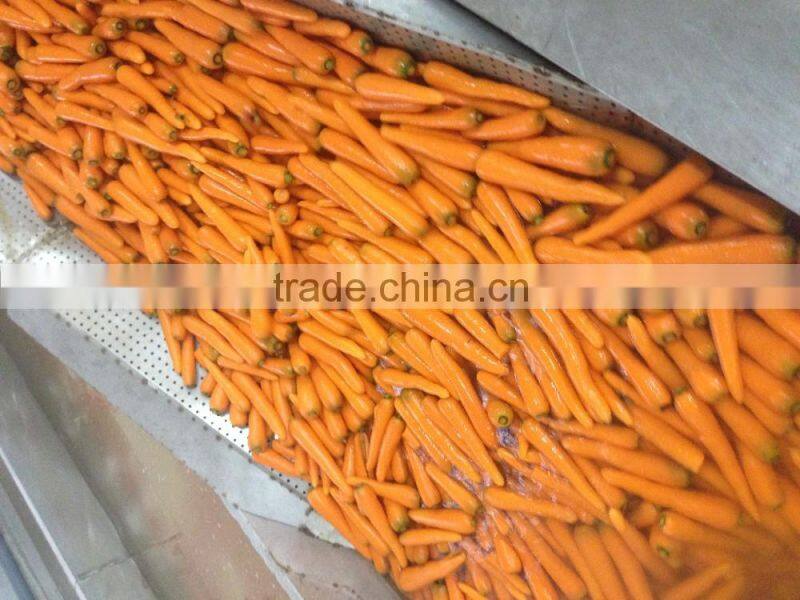 Export Standard Fresh Carrot