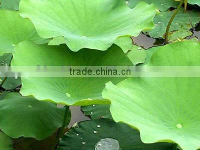 Lotus Leaf Extract 10:1 from GMP Certified Manufacturer