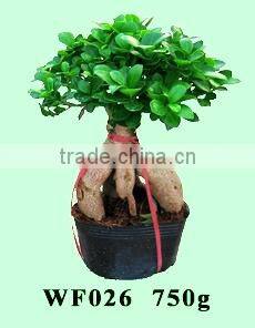 bonsai- ficus microcarpa