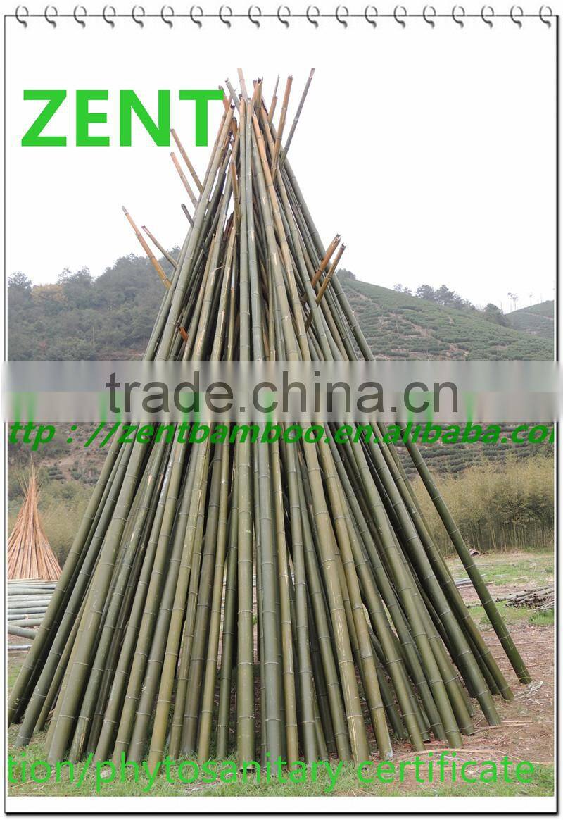 ZENT-104 large bamboo pole agricultural bamboo poles cheap
